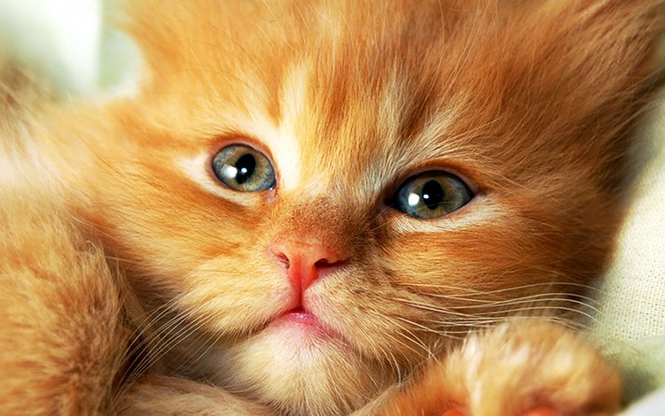 кот, мордочка, кошка, взгляд, котенок, рыжий, cat, muzzle, look, kitty, red