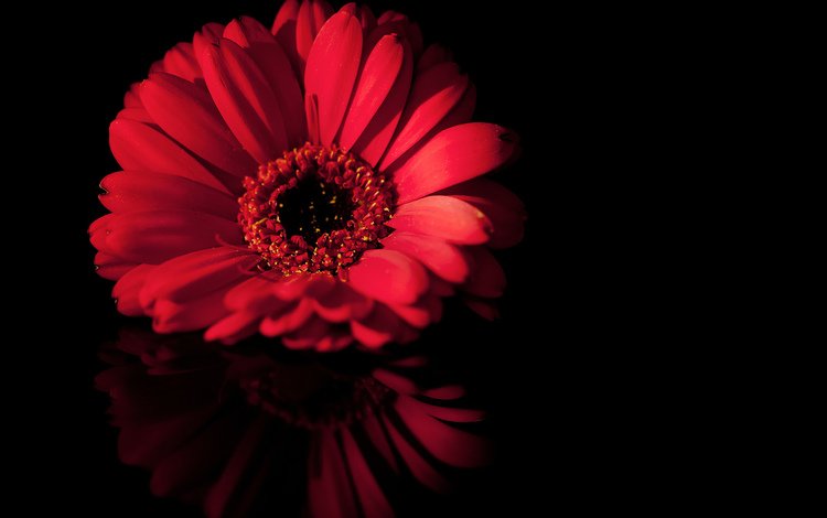 макро, отражение, цветок, лепестки, черный, красный, macro, reflection, flower, petals, black, red