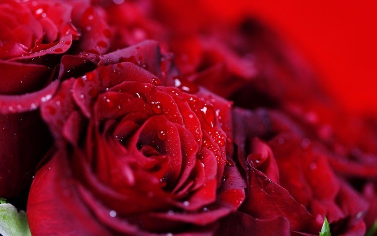 капли, розы, красные, букет, много, drops, roses, red, bouquet, a lot