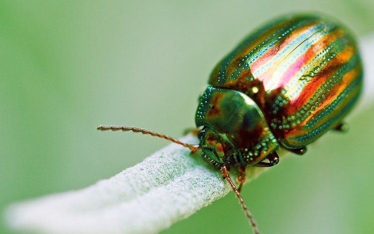 зелёный, жук, макро, насекомое, золотистый, green, beetle, macro, insect, golden