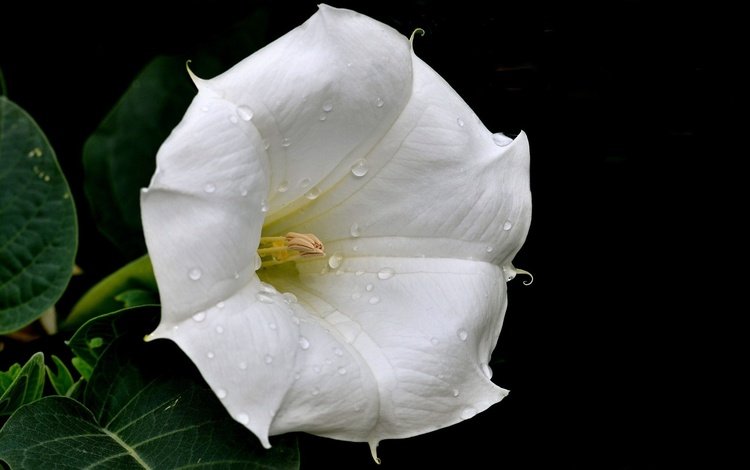 цветок, капли, белый, flower, drops, white
