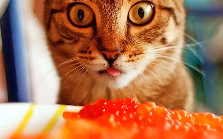 кошка, икра, cat, caviar