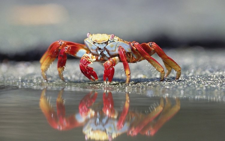 краб, у кромки воды, crab, at the water's edge