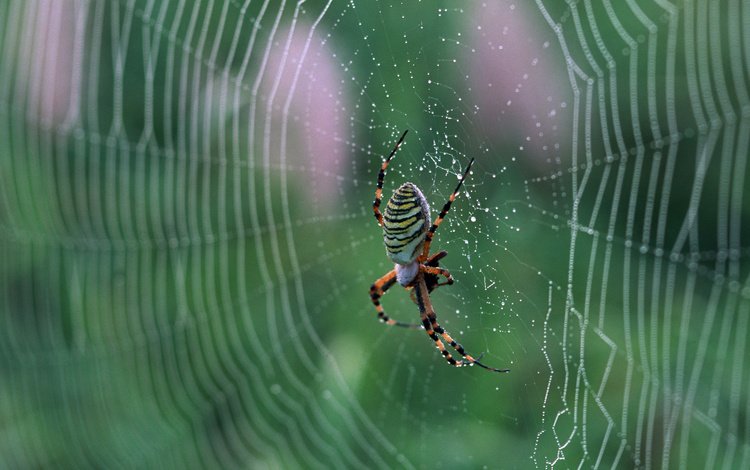 макро, паук, паутина, на природе, macro, spider, web, nature