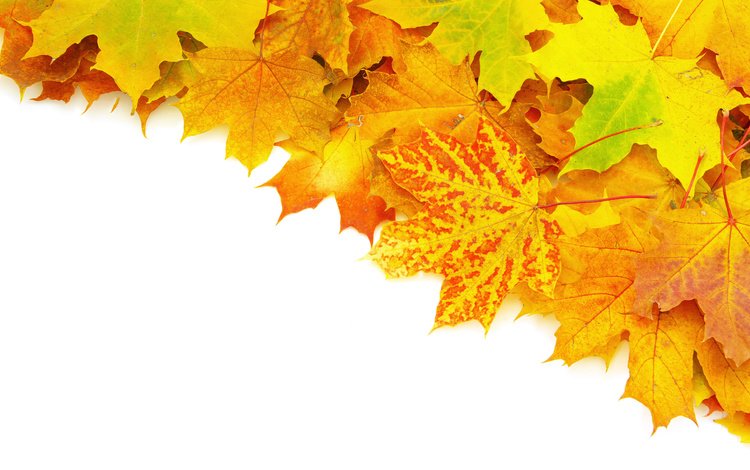 листья, осень, прожилки, яркость, ворох, leaves, autumn, veins, brightness, heap