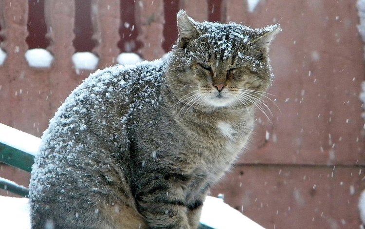 зима, кот, серый, большой, снегопад, winter, cat, grey, large, snowfall