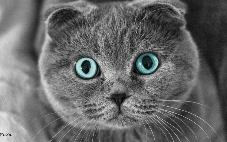 глаза, кот, мордочка, усы, кошка, puxa, шотландский вислоухий, eyes, cat, muzzle, mustache, scottish fold