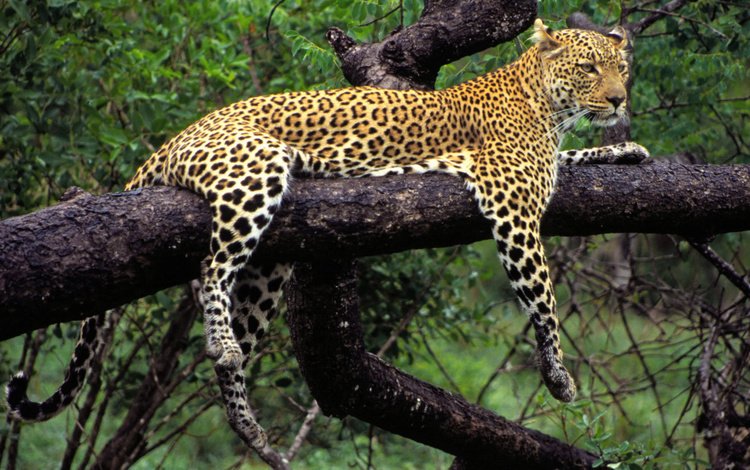 дерево, леопард, хищник, животное, tree, leopard, predator, animal