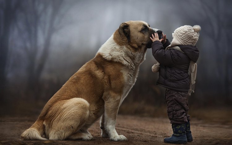 собака, ребенок, дружба, dog, child, friendship