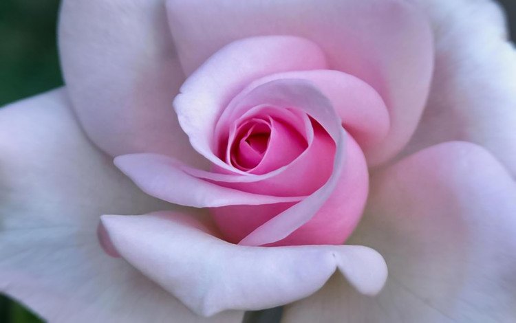 крупный план, нежные лепестки, розовый цветок, close-up, delicate petals, pink flower