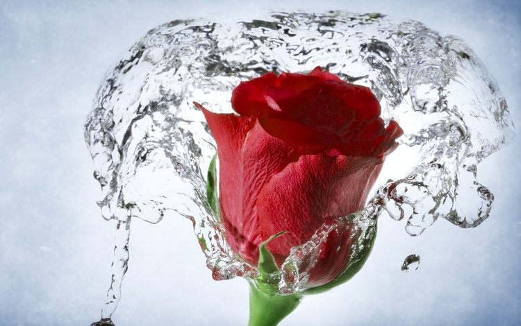 вода, макро, роза, бутон, water, macro, rose, bud