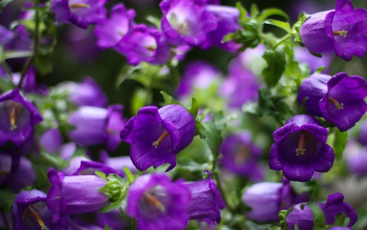 цветы, фокус камеры, лепестки, колокольчики, фиолетовые, кампанула, flowers, the focus of the camera, petals, bells, purple