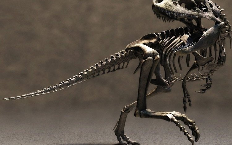 скелет динозавра, dinosaur skeleton