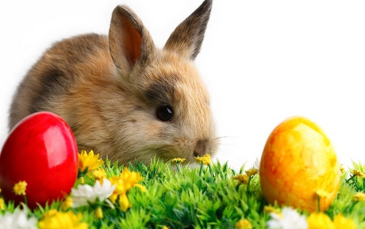 кролик и пасхальные яйца, rabbit and easter eggs