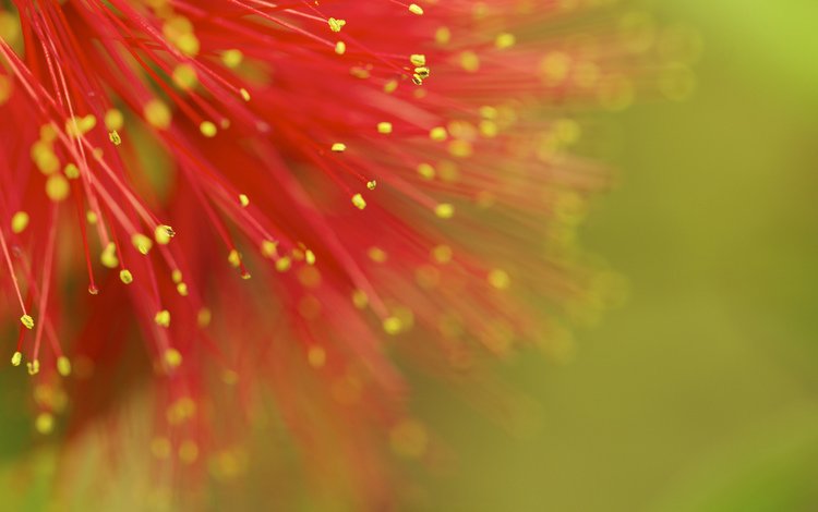 фон, цветок, красный, background, flower, red