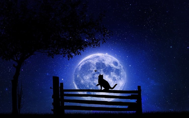 кот на фоне луны, cat on the moon