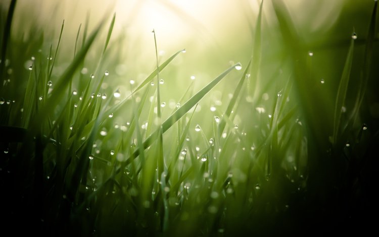 трава, макро, роса, капли, размытость, grass, macro, rosa, drops, blur