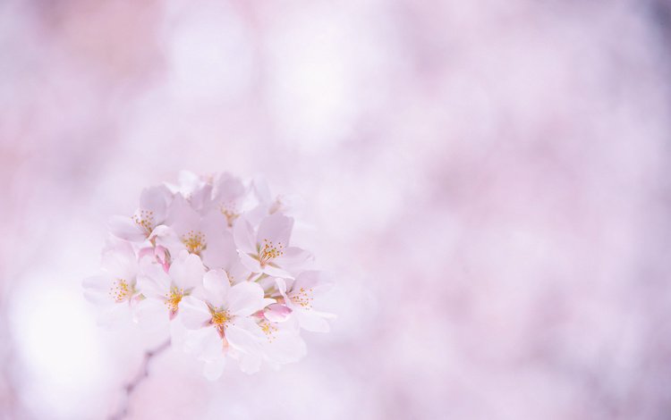 цветы, лепестки, веточка, розовые, вишня, сакура, белые, flowers, petals, sprig, pink, cherry, sakura, white