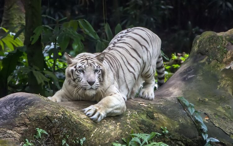 белый тигр, в лесу, white tiger, in the woods