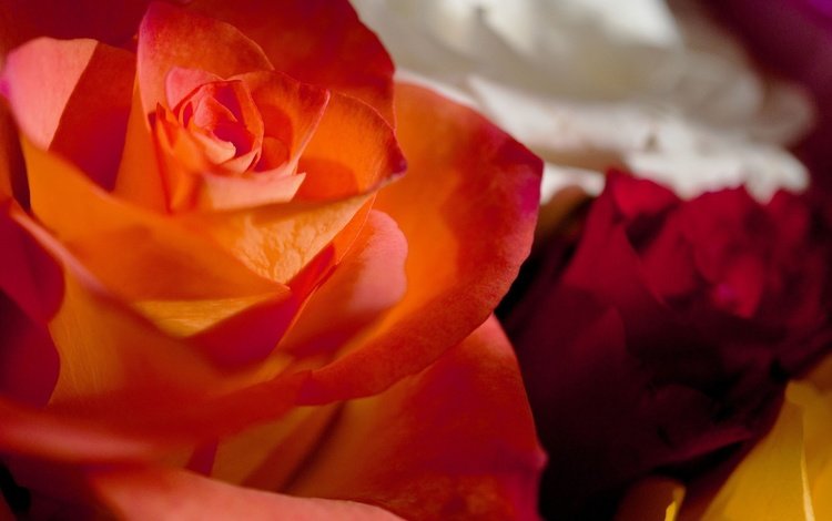 цвета, макро, розы, роза, лепестки, букет, color, macro, roses, rose, petals, bouquet