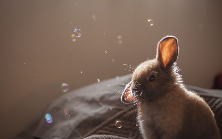 пузыри, кролик, животное, уши, крольчонок, серый. мыльные, bubbles, rabbit, animal, ears, grey. soap