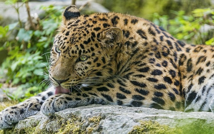 леопард лижет лапу, leopard licking his paw