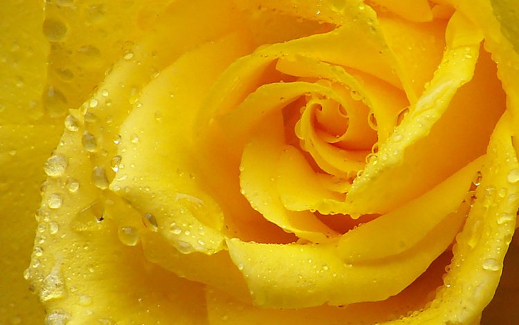 макро, капли, роза, лепестки, желтая роза, macro, drops, rose, petals, yellow rose