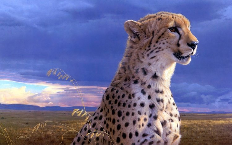гепард, daniel smith, cheetah