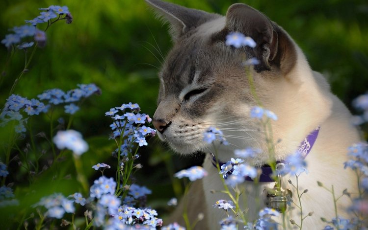 цветы, незабудки, тонкинская кошка, тонкинез, flowers, forget-me-nots, the tonkinese, tonkinese