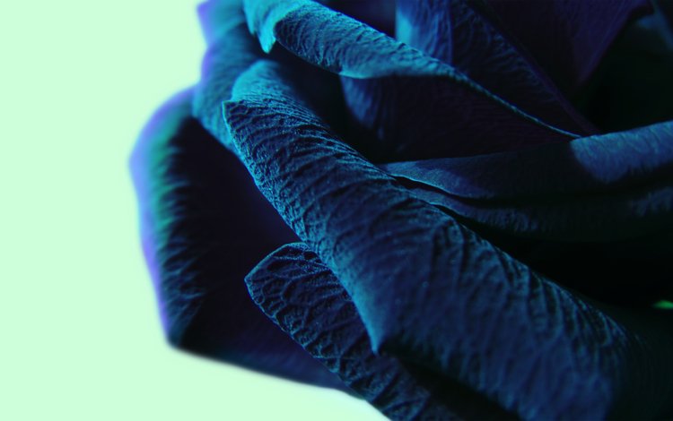 макро, синий цвет, крупные лепестки, macro, blue color, large petals