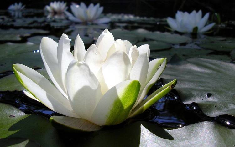 цветы, вода, лилия, лотос, белая, кувшинка, водяная, нимфея, водяная лилия, flowers, water, lily, lotus, white, nymphaeum, water lily