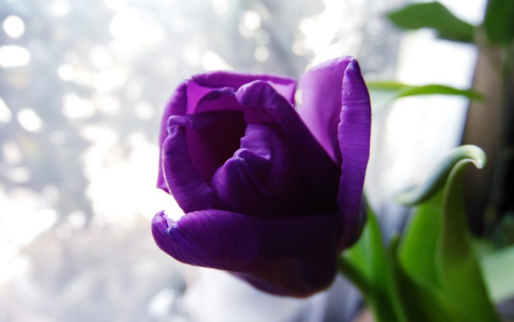 фото, тюльпан, весенний день, photo, tulip, spring day