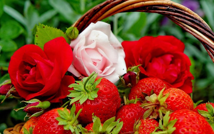 цветы, бутоны, розы, клубника, ягоды, корзинка, flowers, buds, roses, strawberry, berries, basket