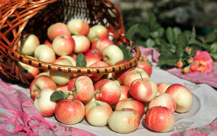 фрукты, яблоки, корзина, яблоко, урожай, плоды, корзинка, fruit, apples, basket, apple, harvest