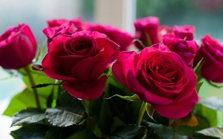 розы, букет, пурпурные, roses, bouquet, purple