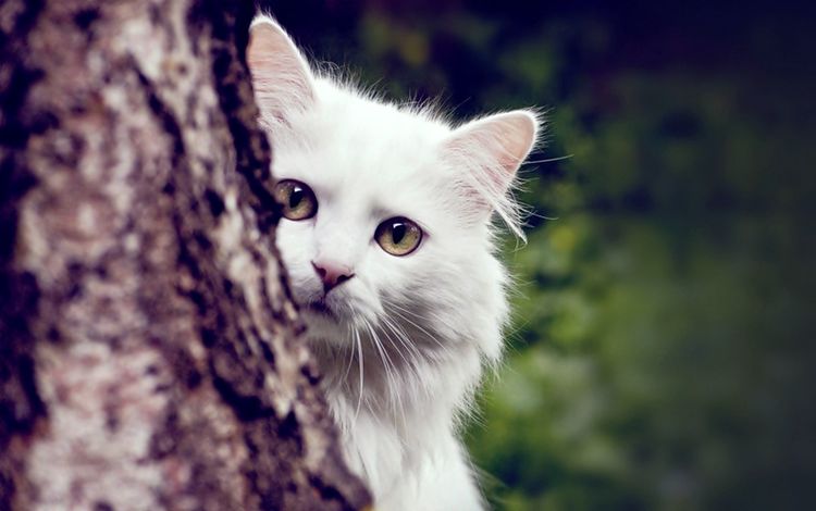дерево, кот, кошка, пушистый, белый, tree, cat, fluffy, white