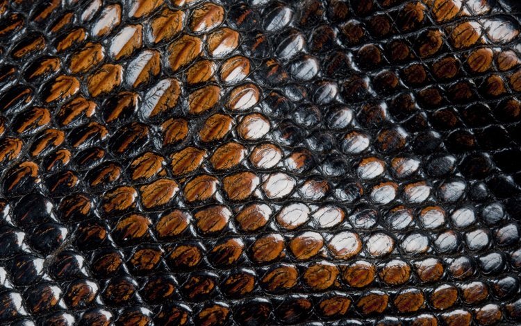 кожа, змеи, чешуя, animal texture, leather, snakes, scales