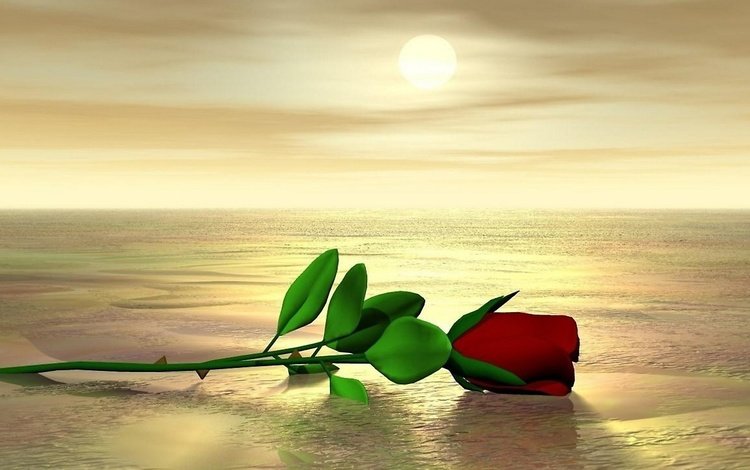 роза на мокром песке, the rose on the wet sand