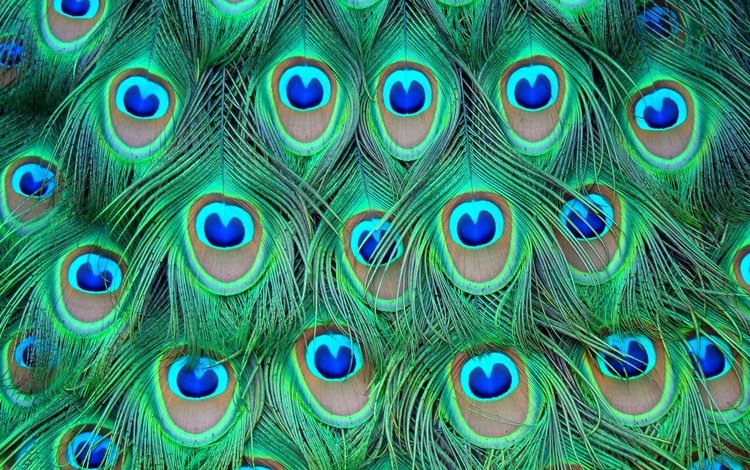 перья, цветные, павлина, feathers, colored, peacock
