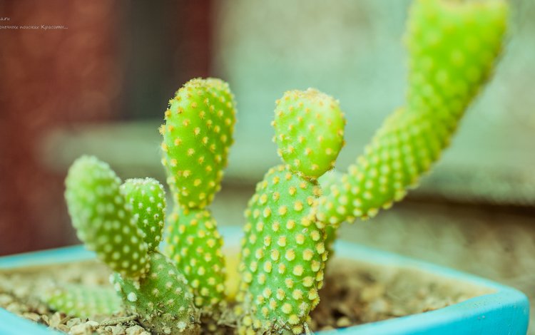 кактусы, cacti