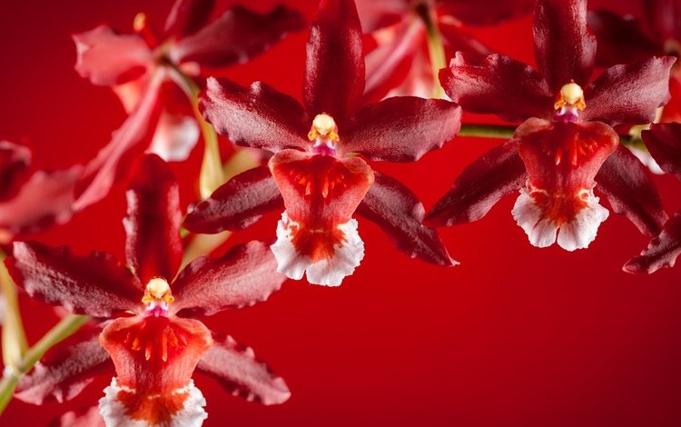 лепестки, экзотика, орхидеи, petals, exotic, orchids