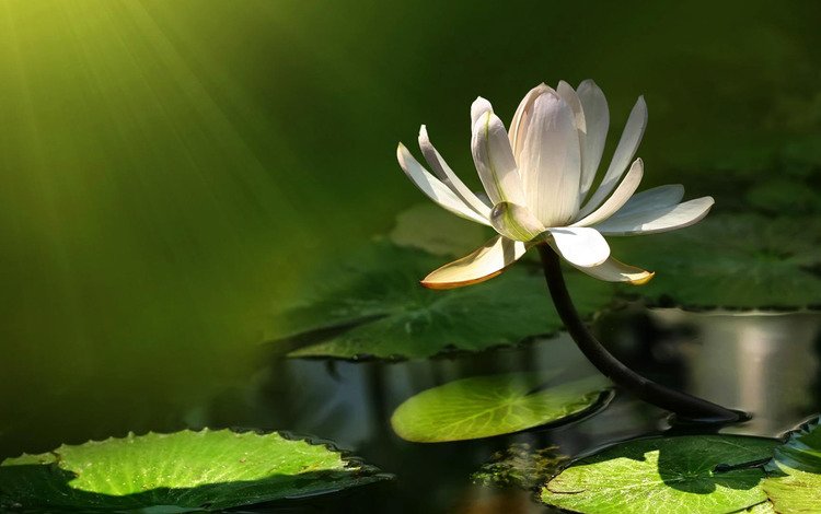вода, цветок, лотос, пруд, кувшинка, кувшинки, водяная лилия, water, flower, lotus, pond, lily, water lilies, water lily