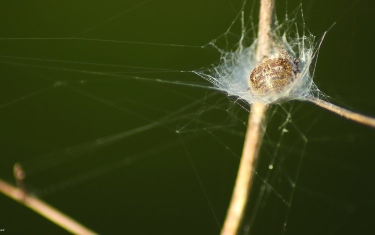 трава, паук, grass, spider