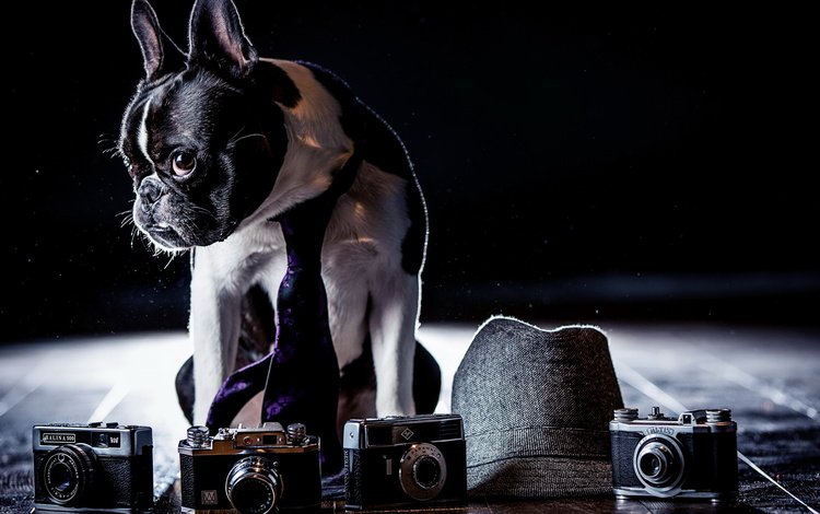 фон, собака, фотоапарат, background, dog, cameras