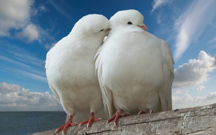 небо, птицы, белые, объятия, голуби, два белых голубя, the sky, birds, white, hugs, pigeons, two snow-white doves