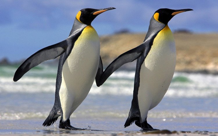 пингвины, penguins