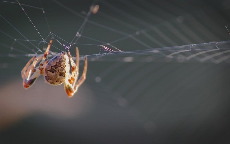 лес, паук, паутина, forest, spider, web