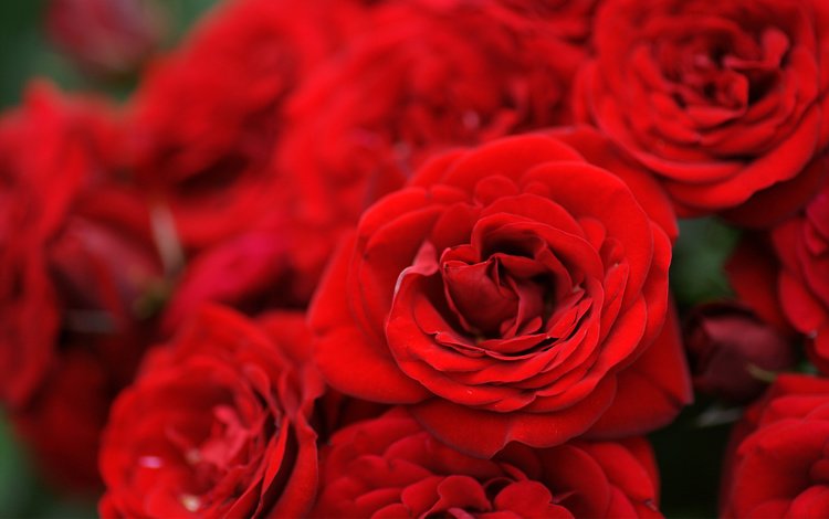 цветы, розы, красные, букет, flowers, roses, red, bouquet