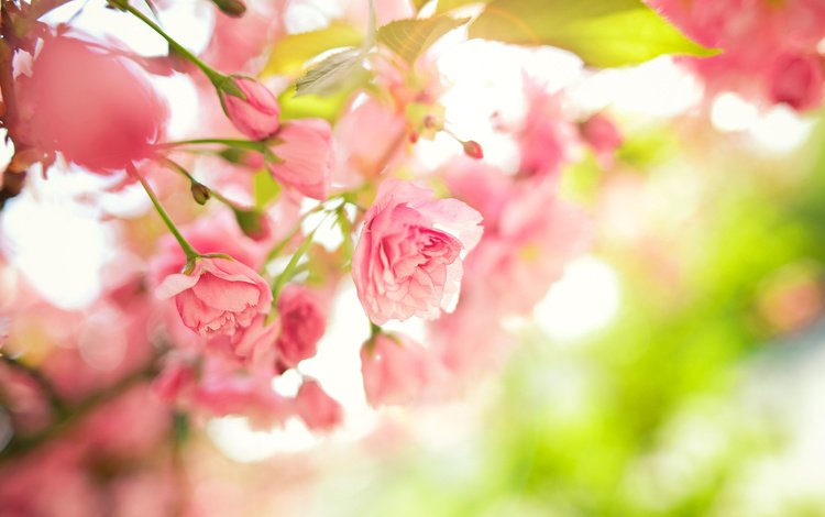 цветы, дерево, листья, ветки, весна, розовые, flowers, tree, leaves, branches, spring, pink