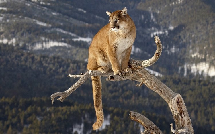 большая кошка, ствол, пума, горный лев, big cat, trunk, puma, mountain lion